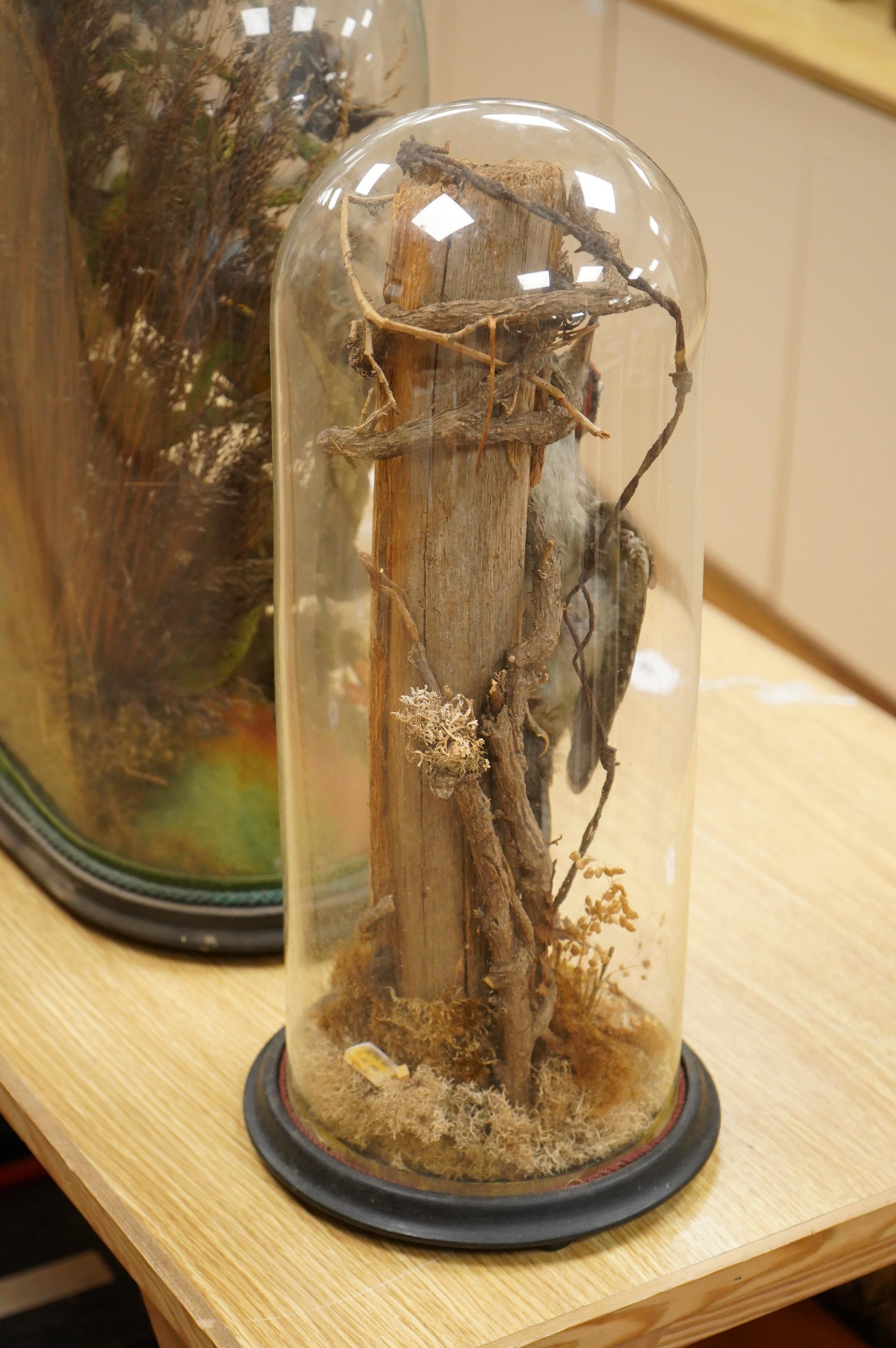 A Victorian taxidermy green woodpecker, mounted on a vertical branch and contained within a glass dome with ebonised base, 48cm high